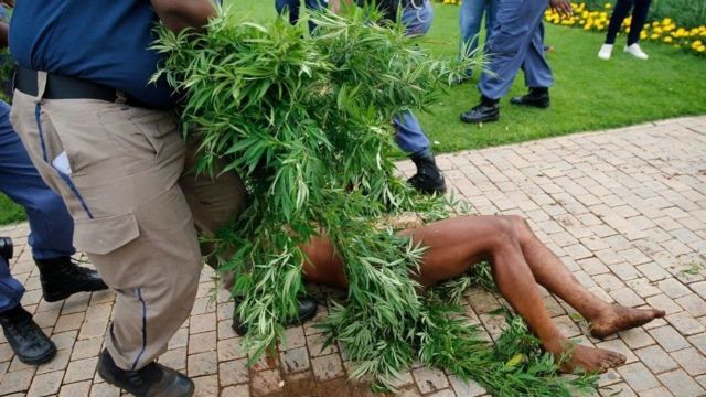 Boqor Khoisan oo ku maran geed xashiishad ah oo la rujiyey