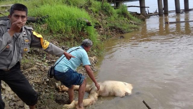  Orang  utan  Dipenggal dipotong tangan sebagai bukti dan 