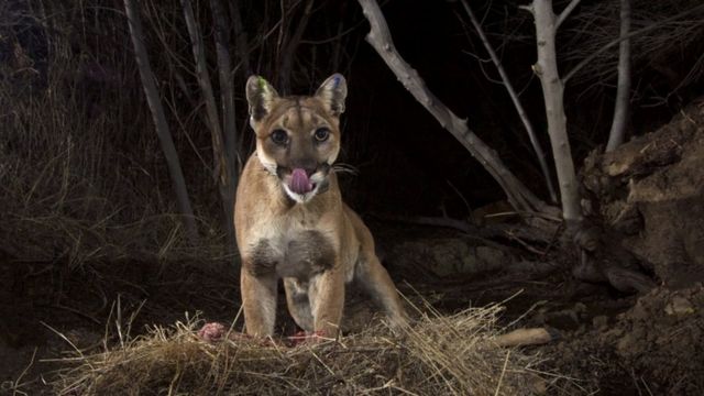 File picture of mountain lion in Santa Susana Mountains in California