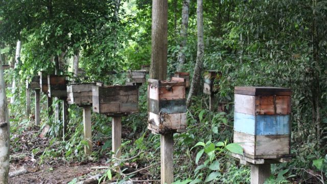 Foto conservada em estoque de uma imagem da vila da floresta do