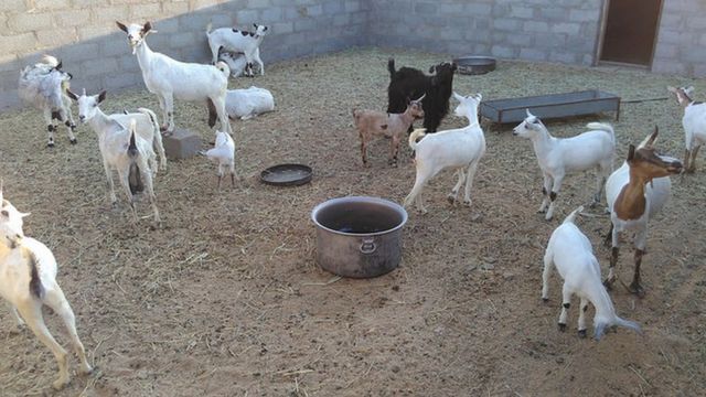 قطيع من الماعز في منطقة رابكوت في عمان