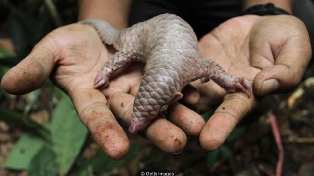 Tê tê đứng trước nguy cơ tuyệt chủng - BBC News Tiếng Việt