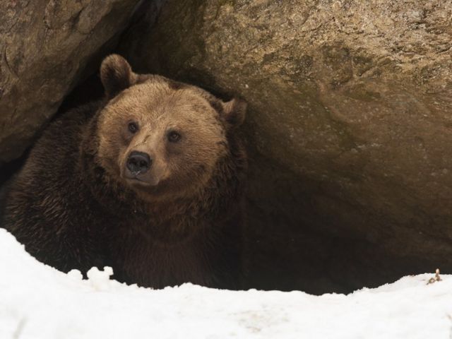Um urso saindo da caverna, após hibernação. Ainda há neve na entrada