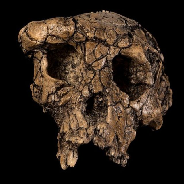 Sahelanthropus tchadensis . skull
