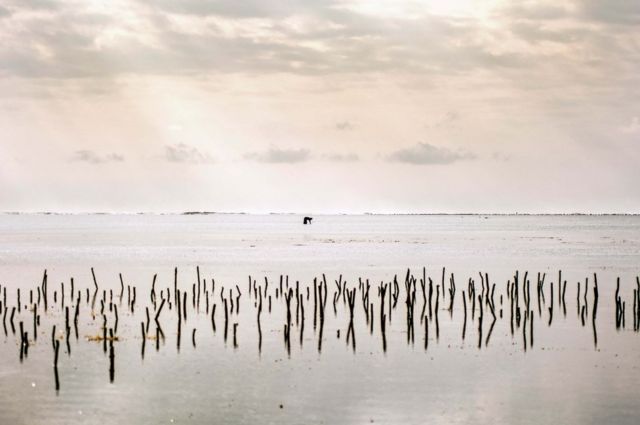 Bwejuu'da gün batımında yalnız başına ahtapot arayan bir kadın.