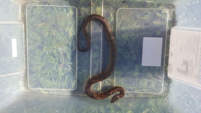 Melbourne resident finds deadly tiger snake in toilet bowl