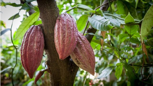 Stablo kakaoa