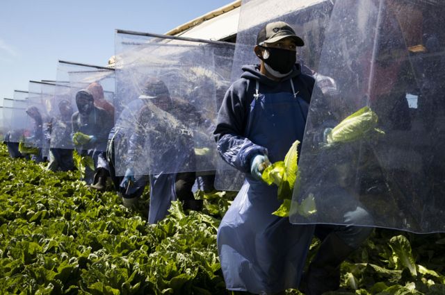 Trabajadores agrarios separados por planchas de plástico en California