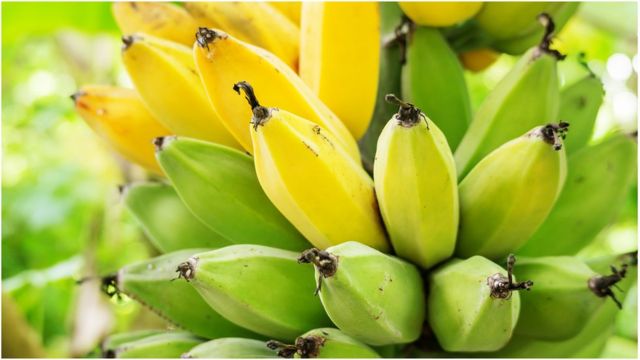 అరటి పండ్ల గెల