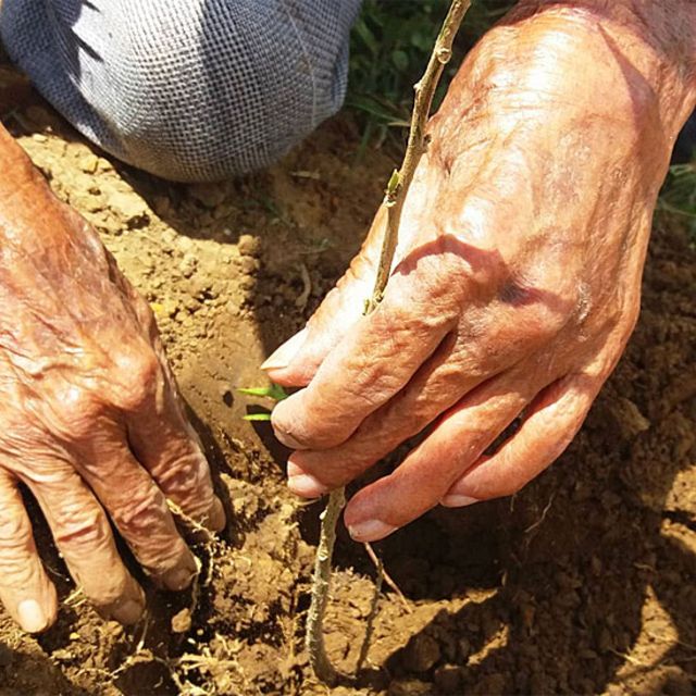 Manos plantando una planta tipo arbusto llamada francesino