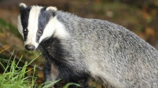 Roadkill: What happens to animals that die on our roads? - BBC News