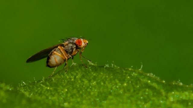 Макронасекомые