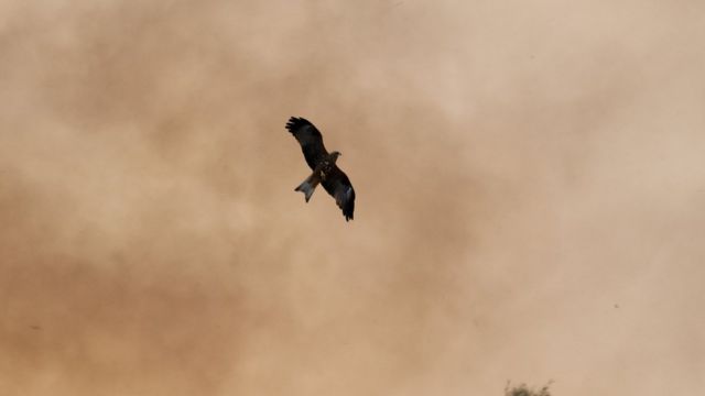 Un milano cazando en los alrededores de los incendios en Queensland