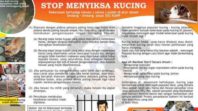 Kucing dan anjing jalanan yang disiksa: u0027Apa salah kami sehingga 