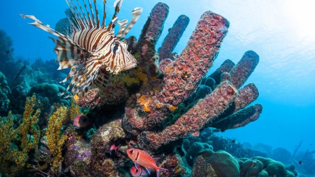 Peixe-leão perto de corais e outros peixes menores