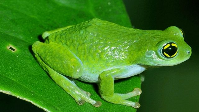 India S Maverick Frog Man c News