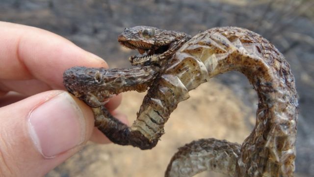 Una víbora calcinada por un incendio