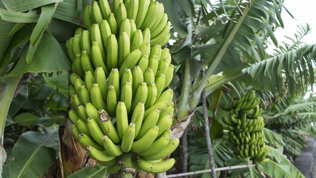 வாழைப்பழம்