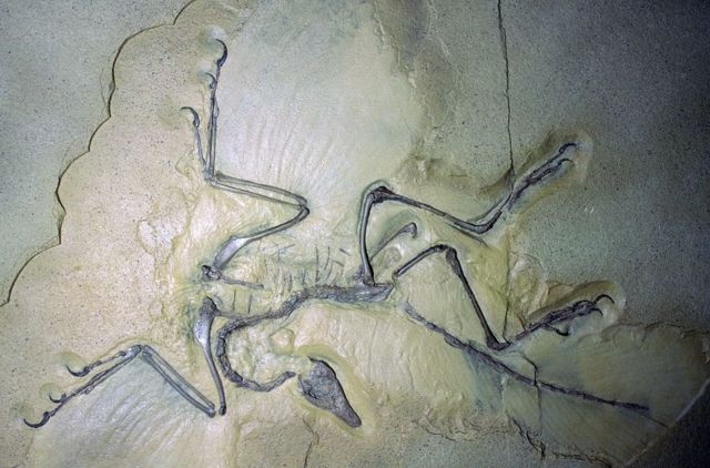 Fósil de arqueópterix
