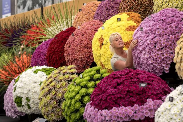 سيدة تنسق الأزهار في مهرجان تشيلسي السنوي في لندن
