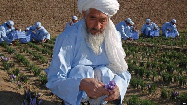 بابای زعفران دیروز درگذشت