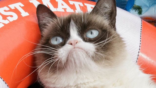 Grumpy-looking cat goes viral, cheers millions