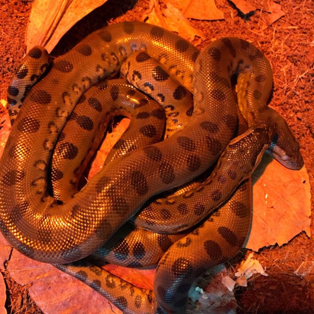 Anacondas nacidas en el Acuario de Nueva Inglaterra