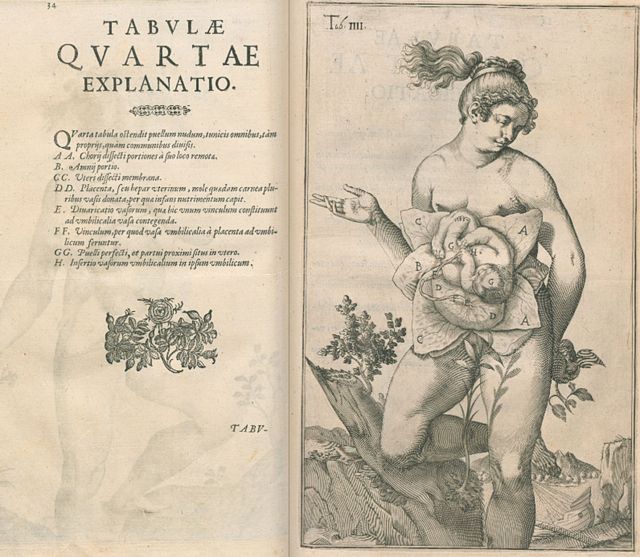 Ilustración de "De formato foetu liber singularis"
