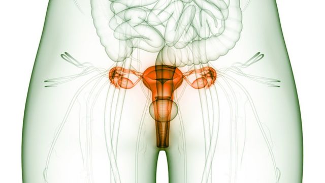 Ilustração aparelho reprodutor feminino