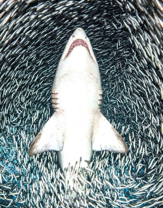 तान्या हुप्परमन्स यांनी घेतलेलं हे छायाचित्र. छोट्या माशांनी घेरलेल्या सँड टायगर शार्कचं छायाचित्र घेण्यासाठी त्या पाठीवर पोहत होत्या.