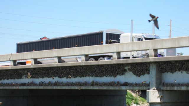 Golondrinas risqueras y sus nidos bajo un puente en una carretera