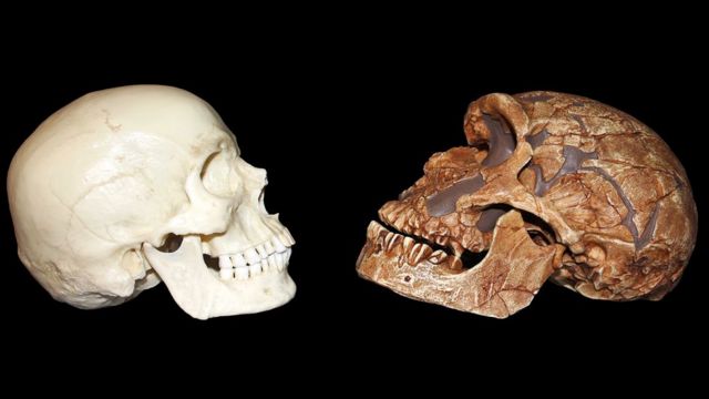 Crânio neandertal comparado com o do Homo sapiens