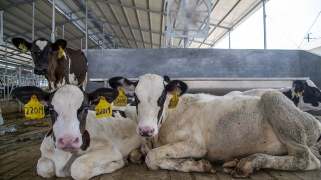 Dairy cows rest under intelligent spray cooling facilities in a dairy farm in Bailongqiao Town, Wucheng District, Jinhua City, Zhejiang Province (Xinhua News Agency Photo 23/8/2022)