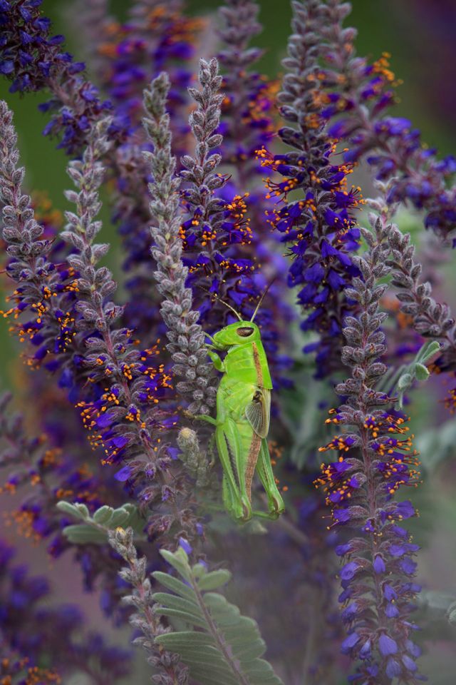 A green cricket sites on purple flowers