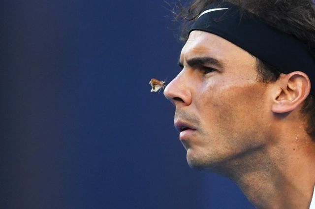 A moth lands on the nose of Rafael Nadal.