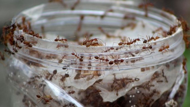 Що їдять мурахи на городі?