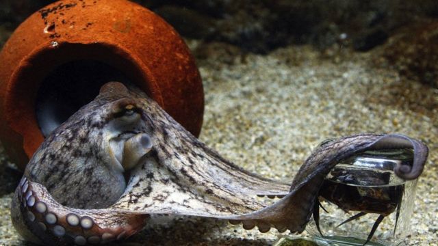 Un pulpo (Octopus Vulgaris) de dos meses intenta desenroscar la tapa de un frasco para agarrar un cangrejo que se encuentra adentro.