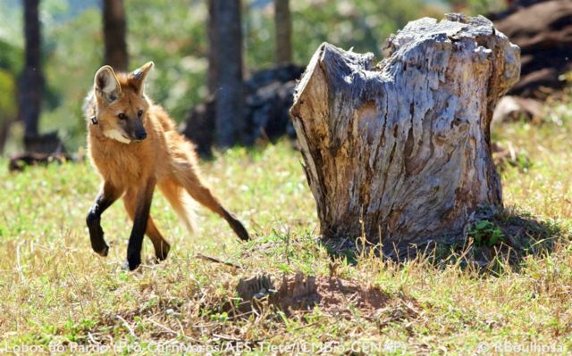 Lobo-guará, o 'semeador de árvores' ameaçado na natureza e