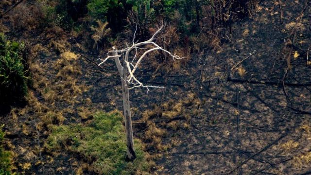 Amazônia em Chamas 20: “Tudo que vai queimar está pela frente