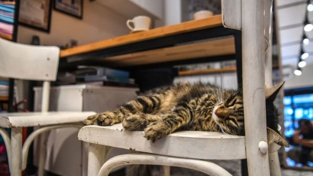 Kenyataan rumit tentang dengkuran kucing - BBC News Indonesia