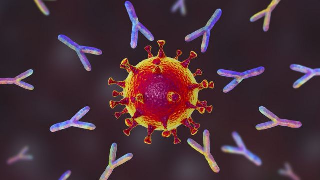 Anticorpos reagindo ao coronavírus