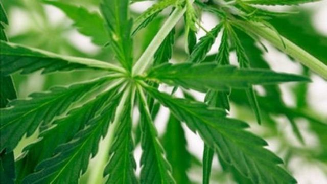 Le ministère de la Sante du Lesotho vient de donner son feu vert à l'entreprise pharmaceutique sud-africaine Verve Dynamics avec la délivrance d'un permis pour cultiver du cannabis.