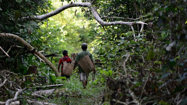 Indígenas jamamadi caminham pela mata com grandes cestos de palha nas costas