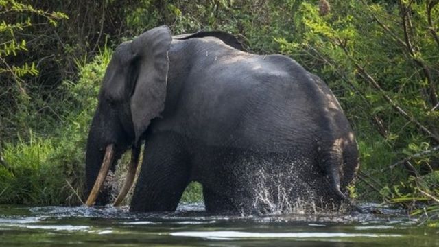 A bull elephant bathes on the Northern shores of Lake Edward inside Virunga National Park, in Ishango, DR Congo (09 August 2013)