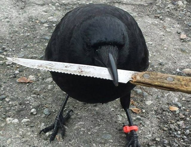 Canuck The Crow S Attacks Halt Vancouver Mail Delivery Bbc News