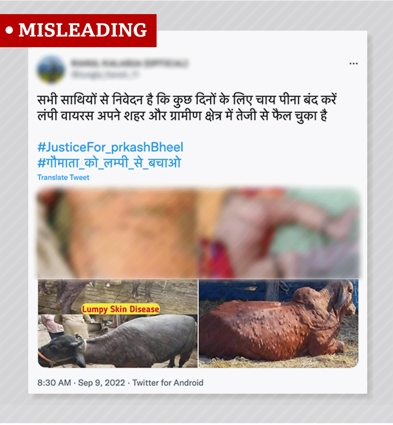 Lumpy skin disease: Viral cattle disease sends rumours flying in India -  BBC News