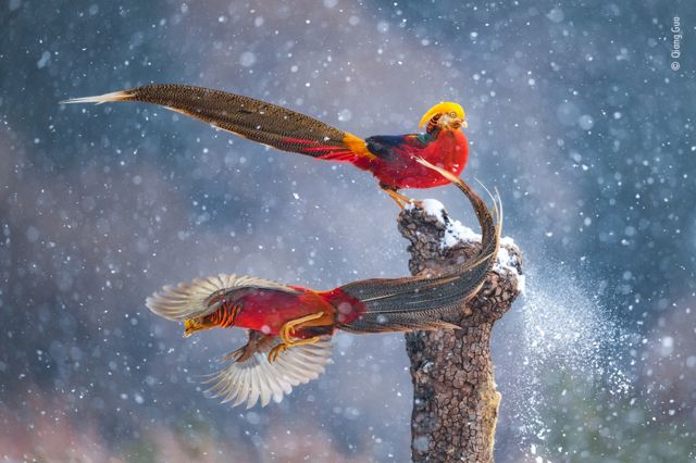 Dois pássaros coloridos, vermelhos e azuis, com grandes penas no rabos, fotografados durante voo sob a neve