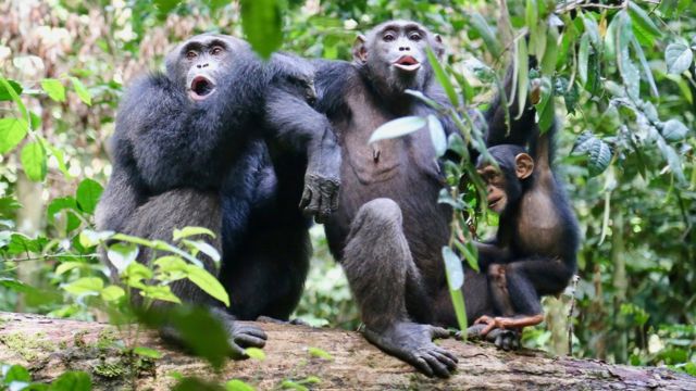 Chimpanzees in the Tai National Park, Ivory Coast, "speaking" to another group nearby