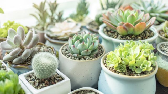 آیا نگهداری از گیاهان خانگی باعث سلامتی می‌شود؟