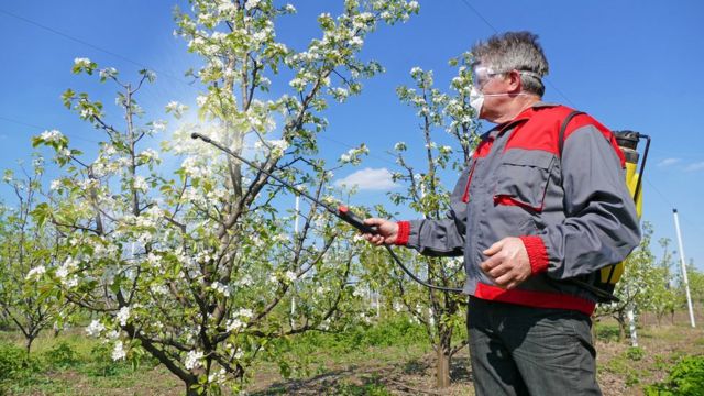 Homens borrifando pesticida em pomar de maçãs